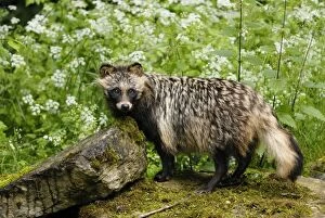 Images Dated 16th June 2008: Raccoon dog, Germany