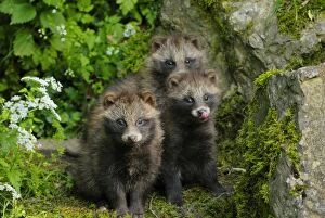 Images Dated 14th June 2008: Raccoon dog - three young ones, Germany