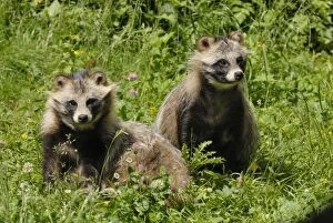 Images Dated 14th June 2008: Raccoon dogs, Germany