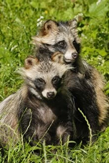 Images Dated 16th June 2008: Raccoon dogs, Germany