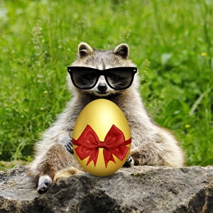 Images Dated 31st March 2020: Raccoon with Easter egg wearing sunglasses