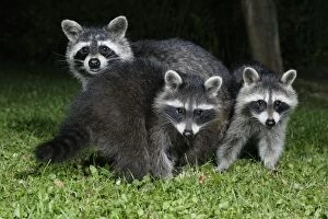 Images Dated 20th July 2005: Raccoon - female with offspring in garden at night