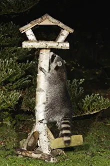 Raccoons Prints: Raccoon - In garden at night, climbing bird feeding station in search of food