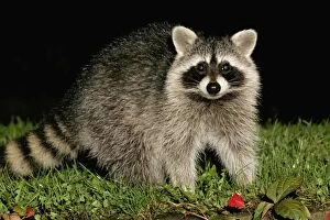 Images Dated 2nd October 2004: Raccoon - In garden at night, searching for food in autumn. Lower Saxony, Gremany