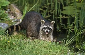 Raccoon - at garden pond
