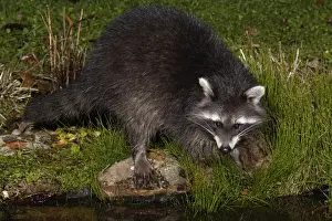 Raccoons Prints: Raccoon - At garden pond, night time, searching for food, autumn. Lower Saxonx, Gremany