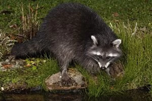Raccoon - At garden pond, night time, searching for food, autumn