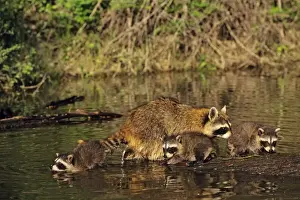 Raccoons Prints: Raccoon - mother with young. Western U. S. A. MU102