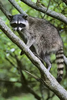 National Park Prints: Raccoon Olympic National Park, Washington, USA. MU119