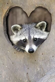 Raccoon peering out of heart shaped entrance to den