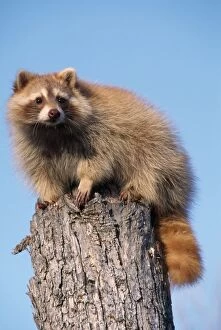 Raccoon - on Pine Tree stump