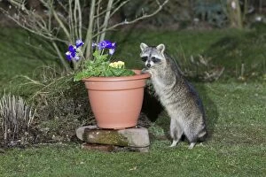 Raccoon - searching for food in garden plan pot