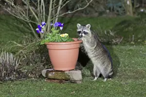 Raccoons Prints: Raccoon - searching for food in garden plan pot - Lower Saxony - Germany