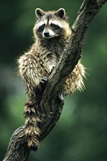 Raccoon - sitting, resting in tree