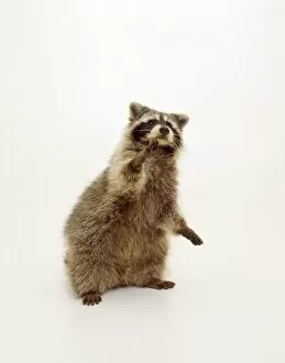 Images Dated 26th May 2010: Raccoon - standing on hind legs