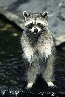 Raccoon - standing on back legs in water, begging