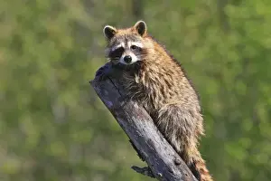 Raccoons Prints: Raccoon - on tree stump. Minnesota - USA