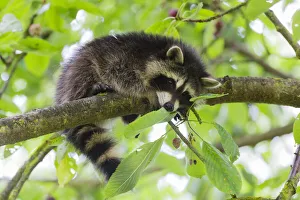 Raccoon, young animal resting on branch in cherry tree in garden, Hessen, Germany Date: 15-Jul-19 Raccoon, young animal resting on branch in cherry tree in garden, Hessen, Germany Date: 15-Jul-19