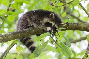 Images Dated 10th August 2020: Raccoon, young animal resting on branch in cherry tree in garden, Hessen, Germany Date: 15-Jul-19