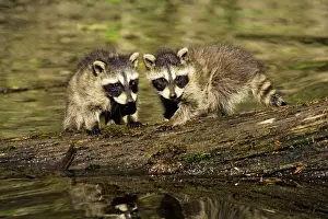 Raccoons Prints: Raccoon - young cubs waiting for mother as she hunts along edge of pond