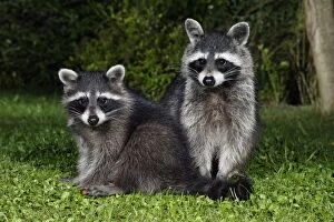 Raccoons - Female with cub in garden at night