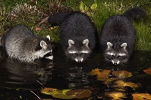Raccoons - In garden pond at night, searching for food, autumn