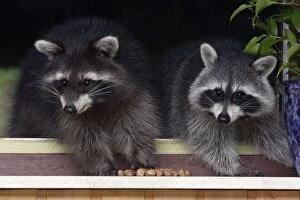 Raccoons - On window-sill, eating hazelnuts