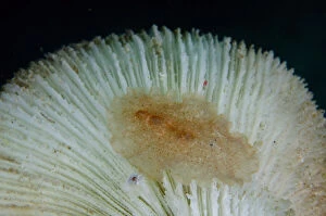 Bangka Gallery: Raceflatworm on Mushroom Coral (Fungia sp)
