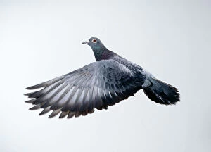 Taking Off Collection: Racing / Carrier Pigeon