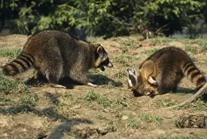 Raccoons Prints: Racoon - aggresive/submissive behaviour