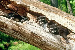 Raccoons Prints: Racoon - babies in hollow log - Northeastern USA