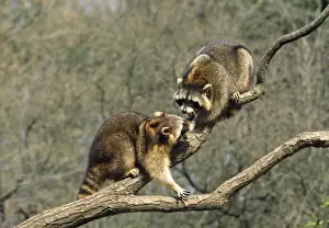 Raccoons Prints: Racoon - two on branch