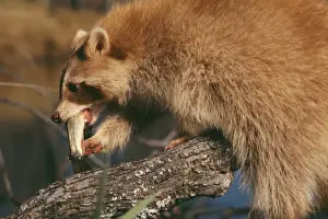 Raccoons Prints: Racoon CLA 35 With fish. Unsual reddish colour
