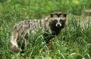 Images Dated 16th May 2006: Racoon Dog