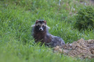 Carnivora Gallery: Racoon Dog - adult next to its den - Germany