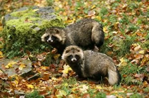Images Dated 16th May 2006: Racoon Dog - among autumn leaves