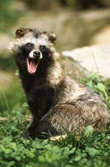 Images Dated 16th May 2006: Racoon Dog - young