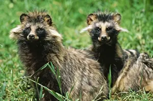 Furry Prints: Racoon Dogs SM 1437 Two Racoons Nyctereutes procyonoides © S. Meyers / ARDEA LONDON