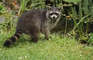 Raccoons Prints: Racoon - at garden pond