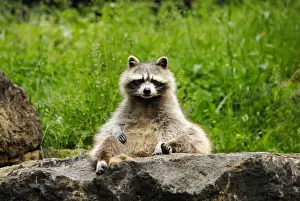 Raccoons Prints: Racoon, Germany
