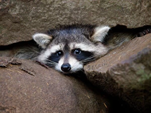 Images Dated 11th February 2010: Racoon - inbetween rocks