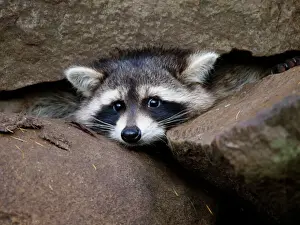 Racoon Prints: Racoon - inbetween rocks - Germany