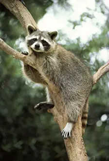 Raccoons Prints: Racoon North America
