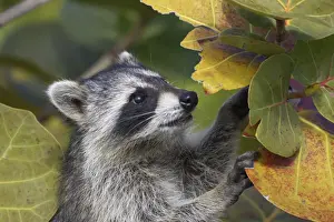 Racoon / Raccoon - Ding Darling NWR - Florida - USA MA000010