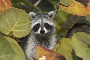 Racoon Prints: Racoon / Raccoon - Ding Darling NWR - Florida - USA MA000012