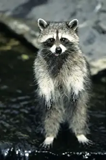 Raccoons Prints: Racoon - standing on back legs in water, begging Lower Saxony, Germany