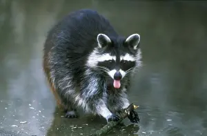 Raccoons Prints: Racoon USH 304 Foraging for food Procyon lotor © Duncan Usher / ardea. com