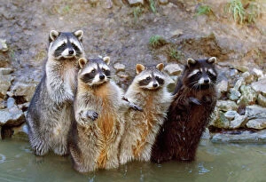 Curiosity Collection: Racoon - four in water