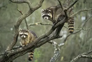 Watching Prints: Racoons SM 1067 x 2 in tree Procyon iotor © Stefen Meyers / ardea. com
