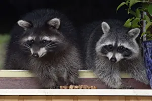 Raccoons Prints: Racoons - On window-sill, eating hazel nuts. Lower Saxony, Germany